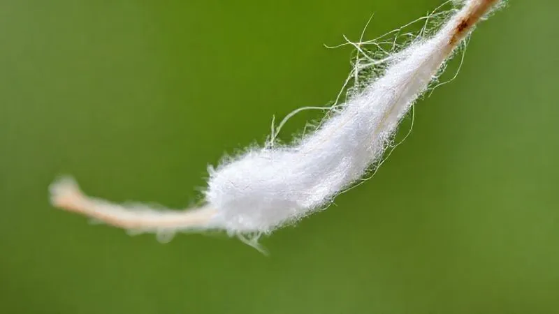 A macro shot of a single cotton fiber, magnified to show a subtle, translucent bio-based coating encapsulating it. The coating appears like a delicate, protective film, with microscopic details visible. The background is a blurred, soft green, hinting at natural origins. Photorealistic, professional photography, 8K, cinematic lighting, sharp focus, depth of field, shot on a high-end DSLR.